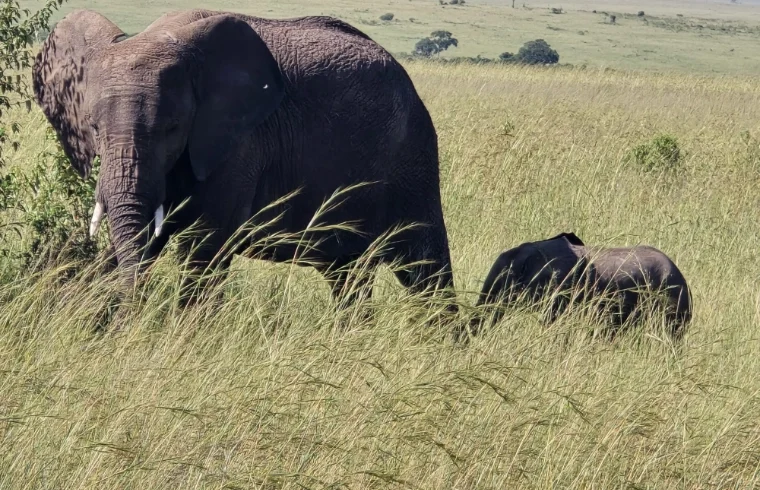 An elephant and her calf - Banok Safaris Limited