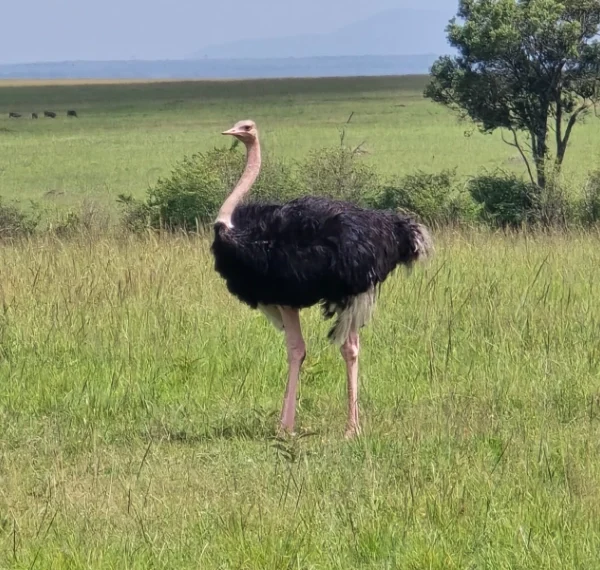 An ostritch standing alone in a game reserve - Banok Safaris Limited