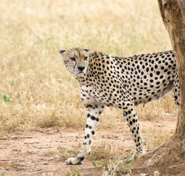 Cheetah standing behind a tree trunk in Tsavo East nationa park - Banok Safaris Limited