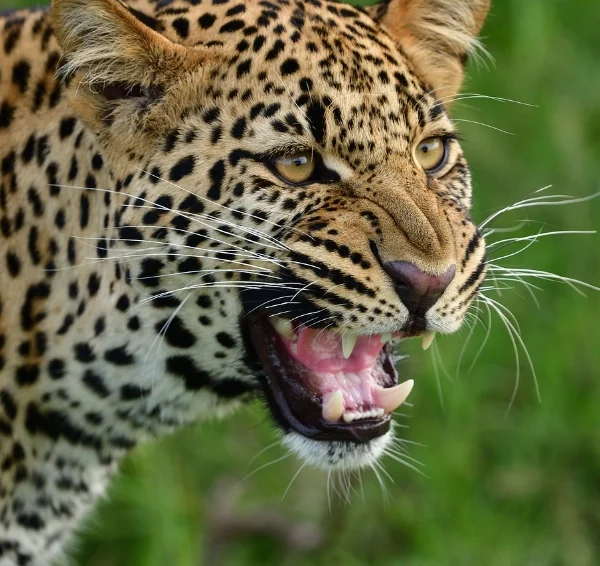 Close up shot of a leopard growling - Banok Safaris Limited