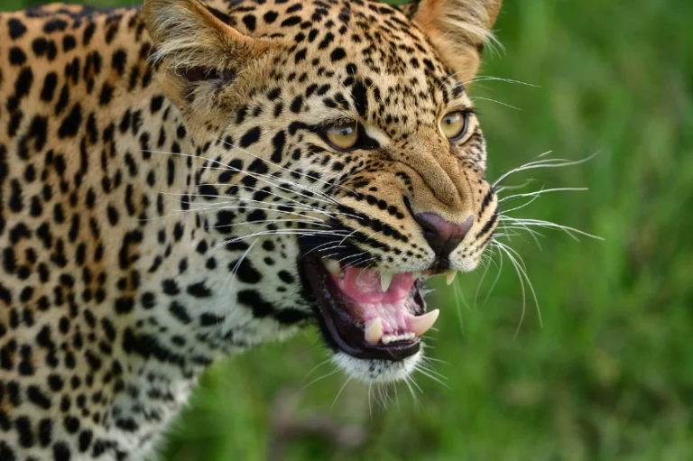 Close up shot of a leopard growling - Banok Safaris Limited