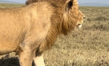 Close up shot of a lion walking - Banok Safaris Limited