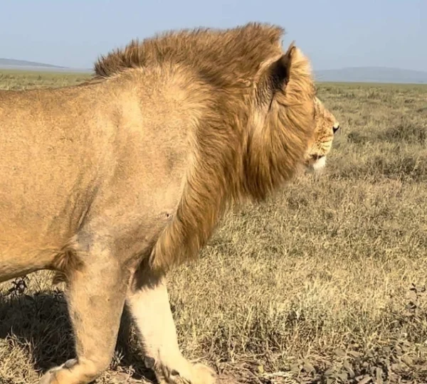 Close up shot of a lion walking - Banok Safaris Limited