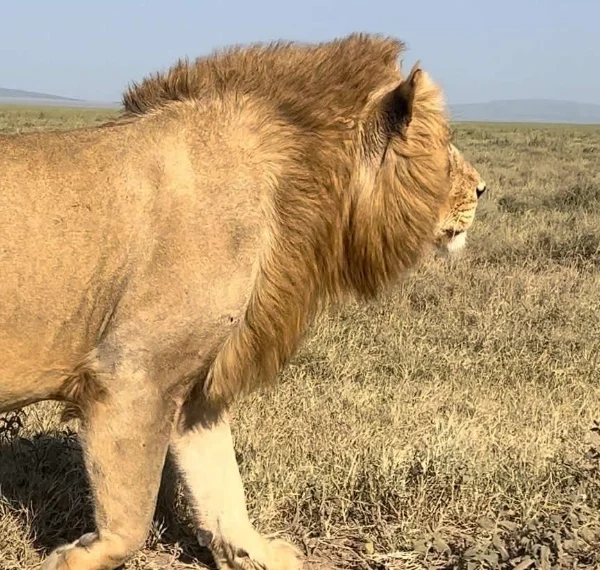 Close up shot of a lion walking - Banok Safaris Limited