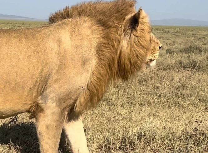 Close up shot of a lion walking - Banok Safaris Limited