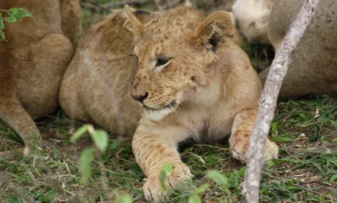 Close up shot of lion cub resting - Banok Safaris Limited
