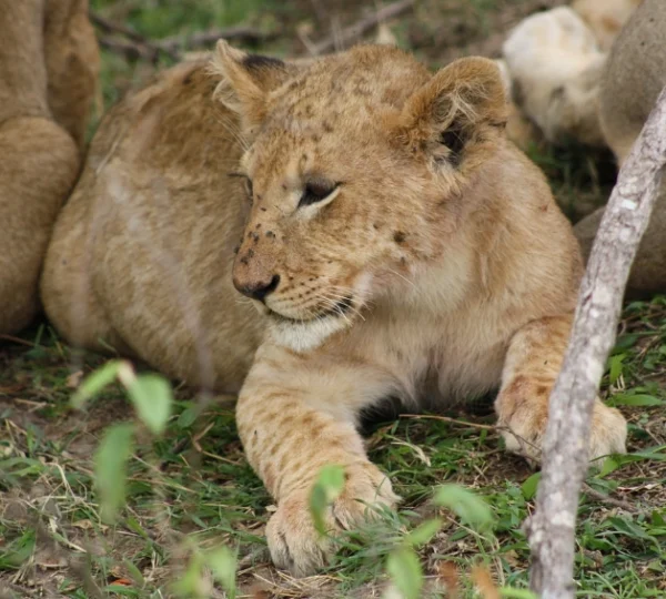 Close up shot of lion cub resting - Banok Safaris Limited