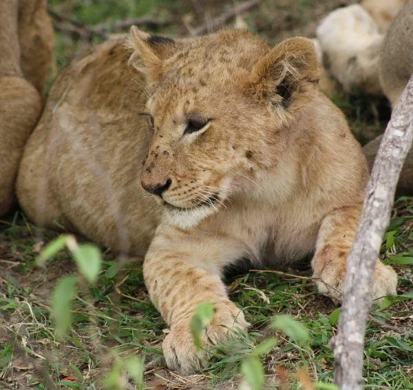 Close up shot of lion cub resting - Banok Safaris Limited