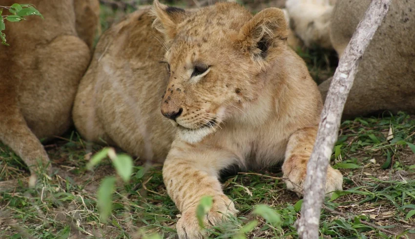Close up shot of lion cub resting - Banok Safaris Limited