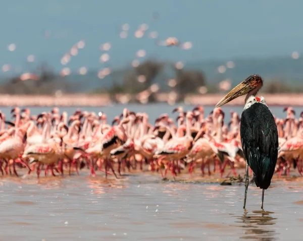 Flamingoes in Lake Naivasha - - Banok Safaris Limited