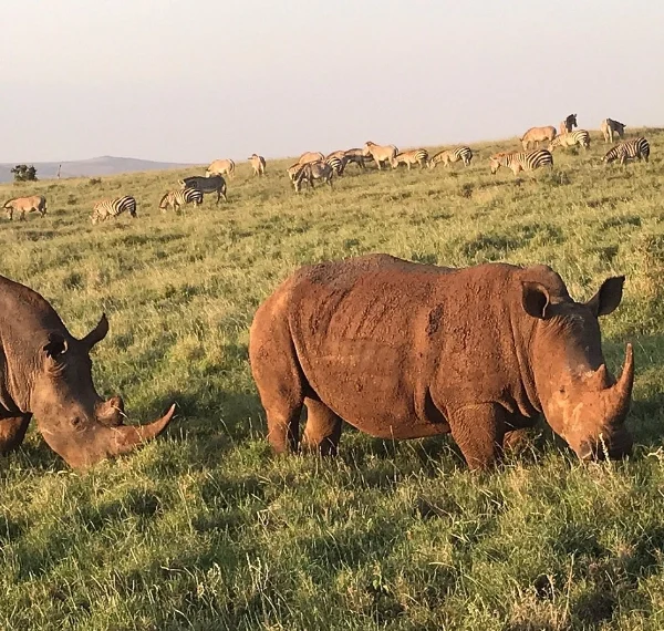 Lewa-Conservancy -Banok Safaris ltd