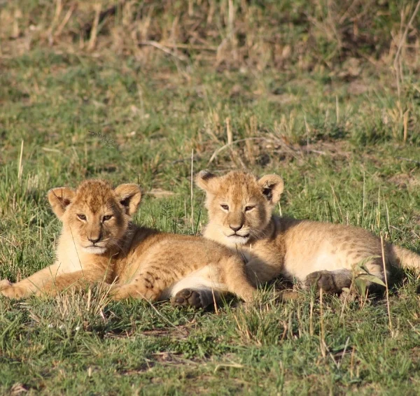 Lion cubs lying on grass - Banok Safaris Limited