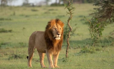 Lion standing alone next to twigs - Banok Safaris Limited