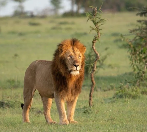 Lion standing alone next to twigs - Banok Safaris Limited