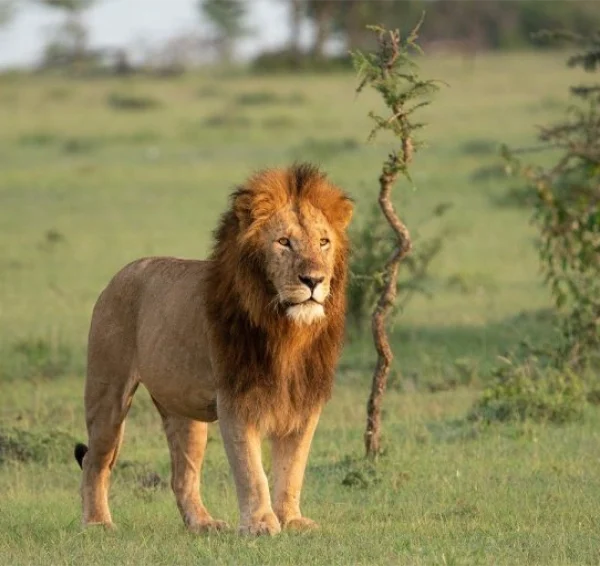 Lion standing alone next to twigs - Banok Safaris Limited