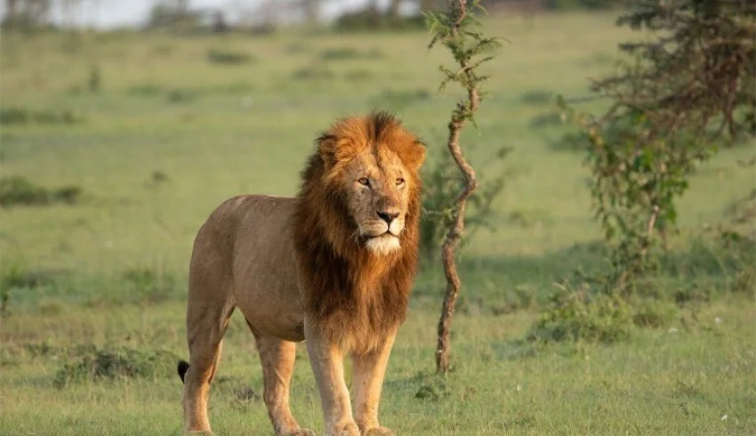 Lion standing alone next to twigs - Banok Safaris Limited