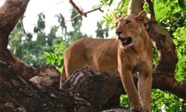 Lion standing on top of a tree trunk in lake manyara - Banok Safaris Limited