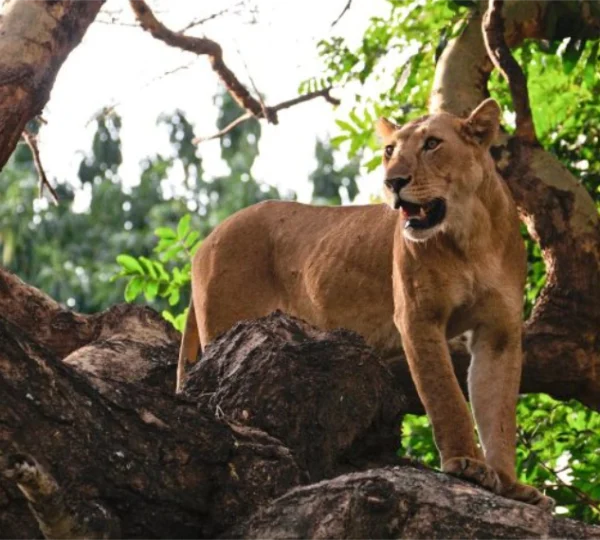 Lion standing on top of a tree trunk in lake manyara - Banok Safaris Limited