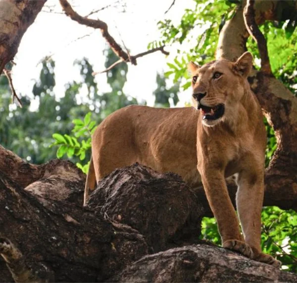 Lion standing on top of a tree trunk in lake manyara - Banok Safaris Limited