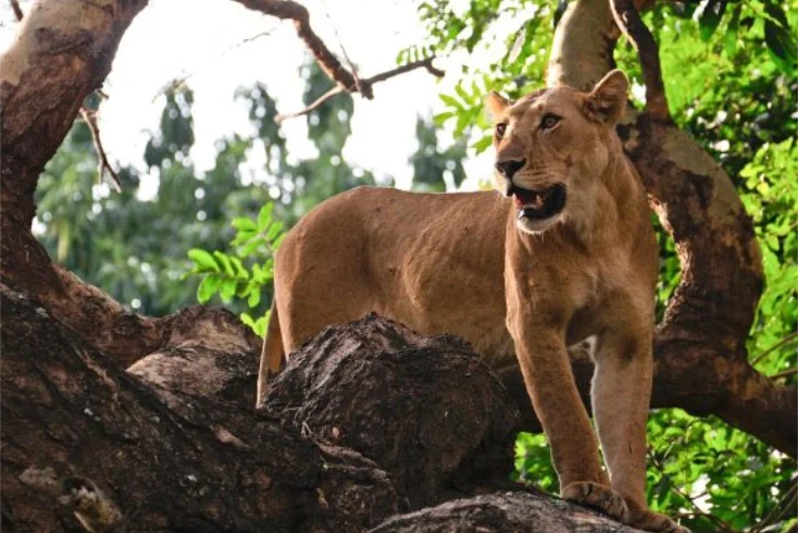 Lion standing on top of a tree trunk in lake manyara - Banok Safaris Limited