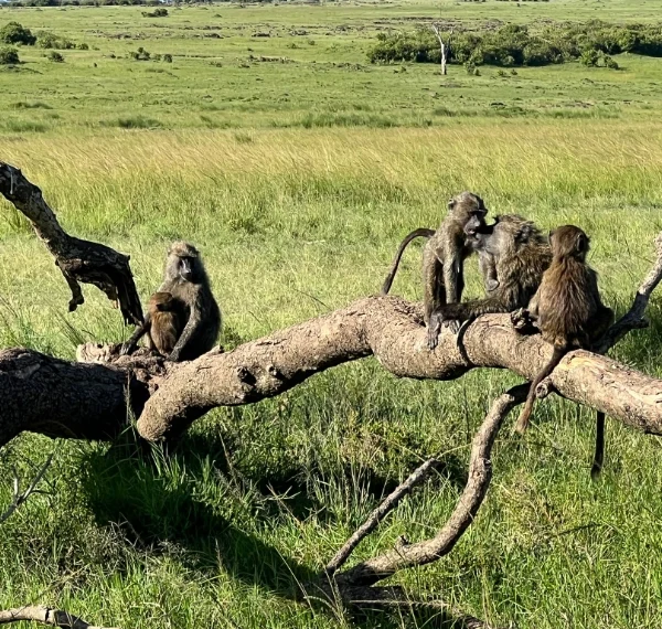 Monkey sitting on top of a fallen tree - Banok Safaris Limited