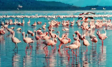 Pink Flamingoes in Lake Nakuru - Banok Safaris Limited