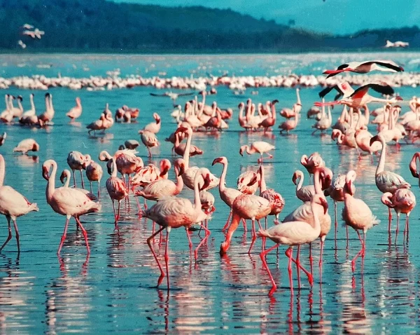 Pink Flamingoes in Lake Nakuru - Banok Safaris Limited