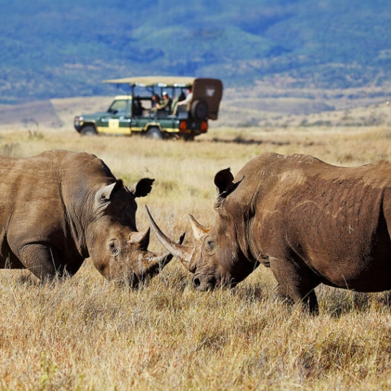Rhinos in lewa conservancy