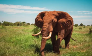 Tsavo-West--Banok Safaris ltd