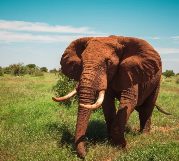 Tsavo-West--Banok Safaris ltd
