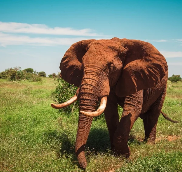 Tsavo-West--Banok Safaris ltd