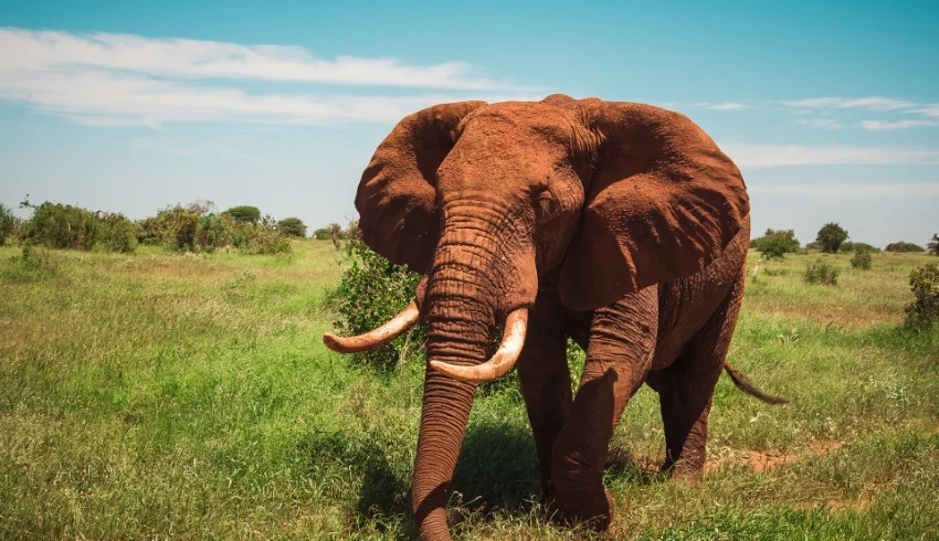 Tsavo-West--Banok Safaris ltd