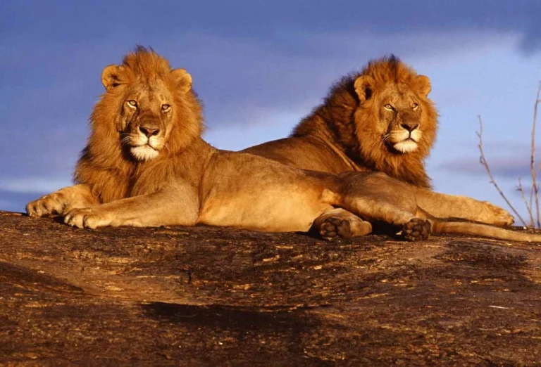 Two Lions resting on top of rock - Banok Safaris ltd