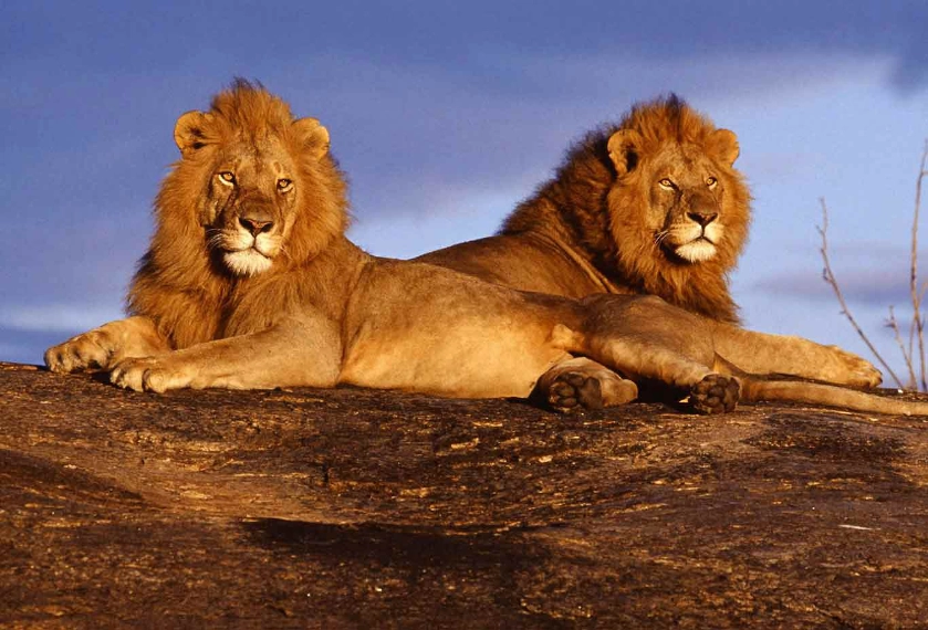 Two Lions resting on top of rock - Banok Safaris ltd