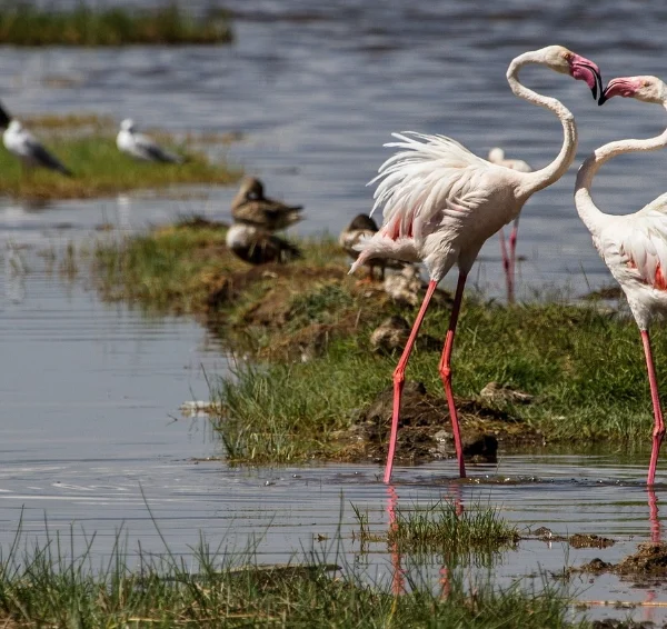 Two flamingoes besides the lake - Banok Safaris Limited