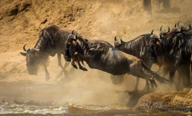 Wilderbeast crossing Mara River - Banok Safaris Ltd