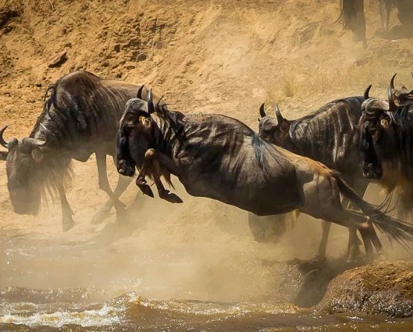 Wilderbeast crossing Mara River - Banok Safaris Ltd