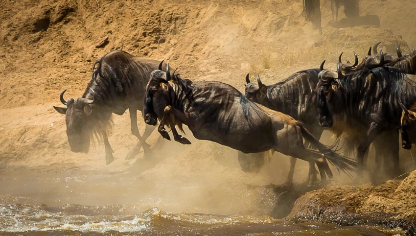 Wilderbeast crossing Mara River - Banok Safaris Ltd