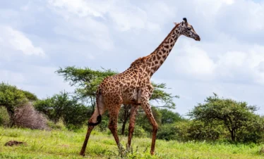 giraffes walking in amboseli national park - Banok Safaris Limited