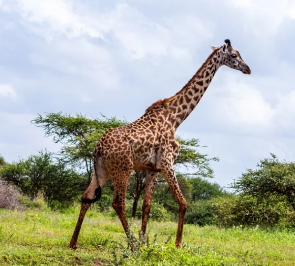 giraffes walking in amboseli national park - Banok Safaris Limited