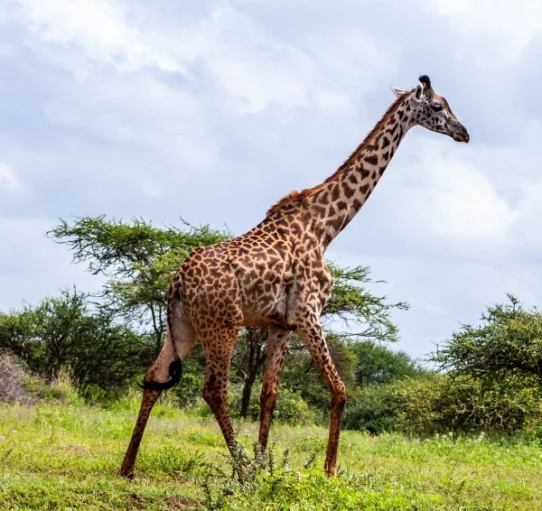 giraffes walking in amboseli national park - Banok Safaris Limited