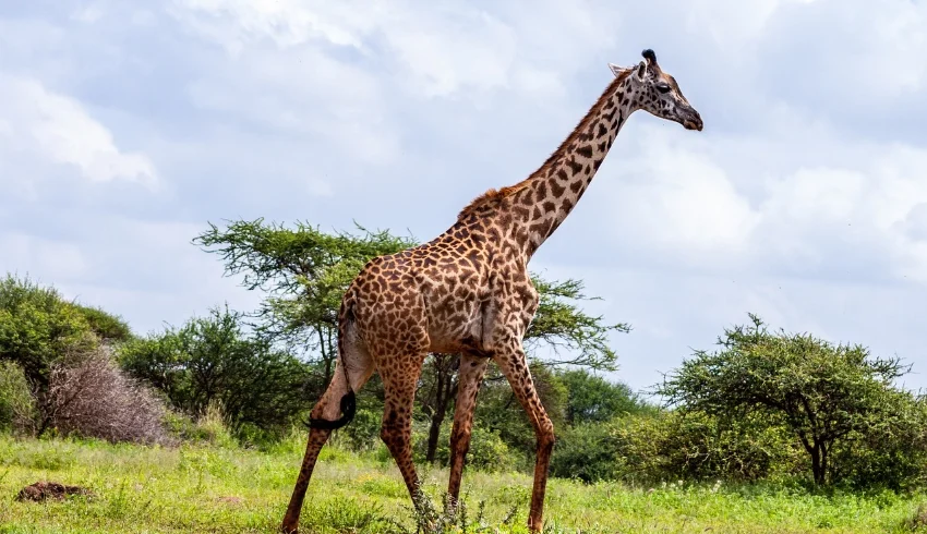 giraffes walking in amboseli national park - Banok Safaris Limited