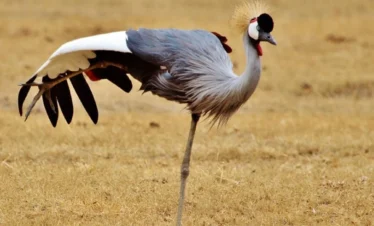 gray-crowned-crane-- Banok Safaris Limited