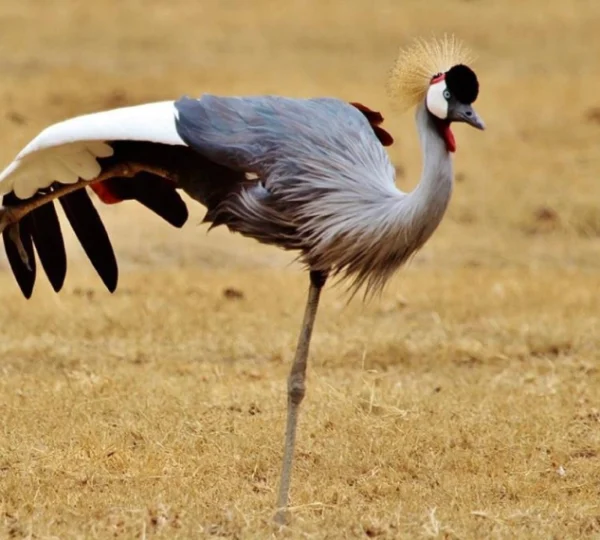 gray-crowned-crane-- Banok Safaris Limited
