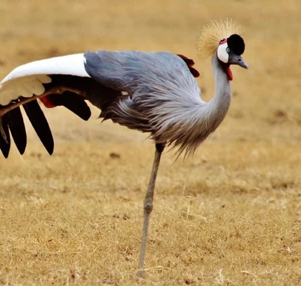 gray-crowned-crane-- Banok Safaris Limited