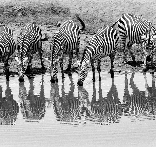 herd of zebra drinking water - Banok Safaris Limited