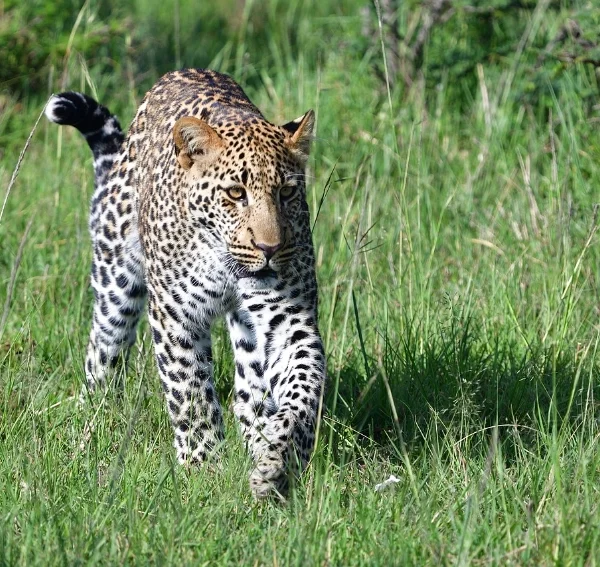 leopard walking in grass - Banok Safaris ltd