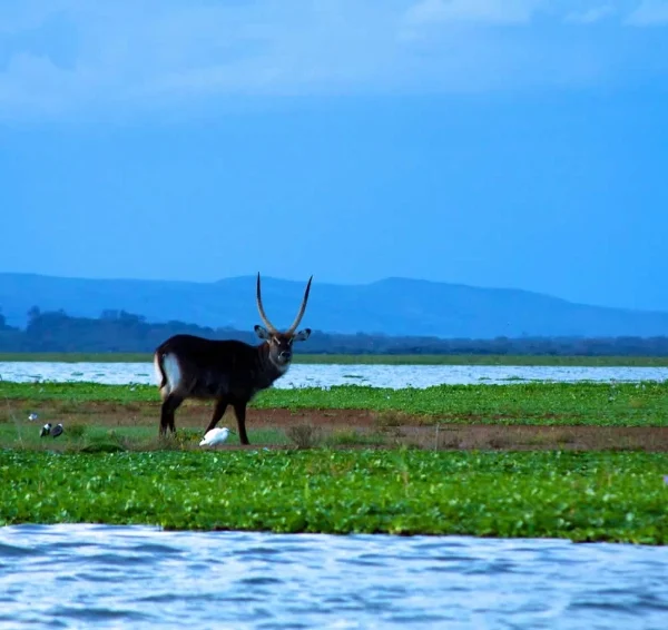 water_buck_at_Lake_Naivasha - Banok Safaris Limited