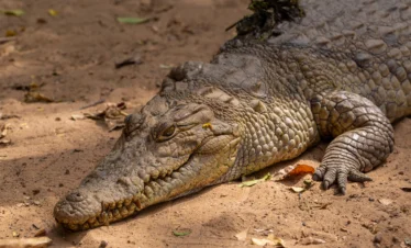 A closeup photo of huge brown crocodile crawling on the ground - Banok Safaris ltd