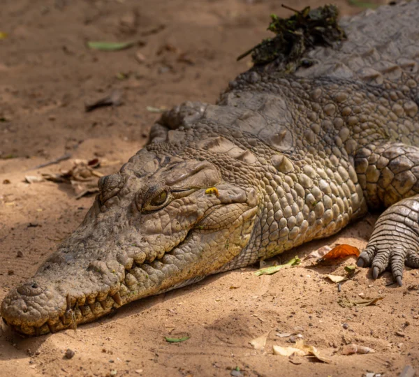 A closeup photo of huge brown crocodile crawling on the ground - Banok Safaris ltd